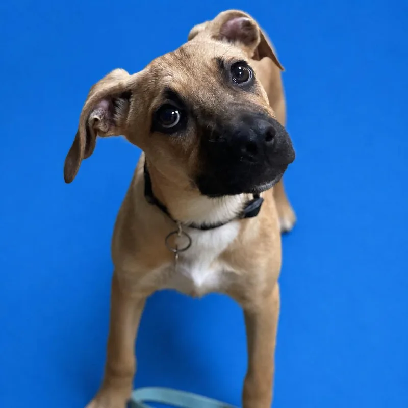 A baby small-sized female Yellow / Tan / Blond / Fawn Shepherd dog named Laguna for adoption in Riverside, CA