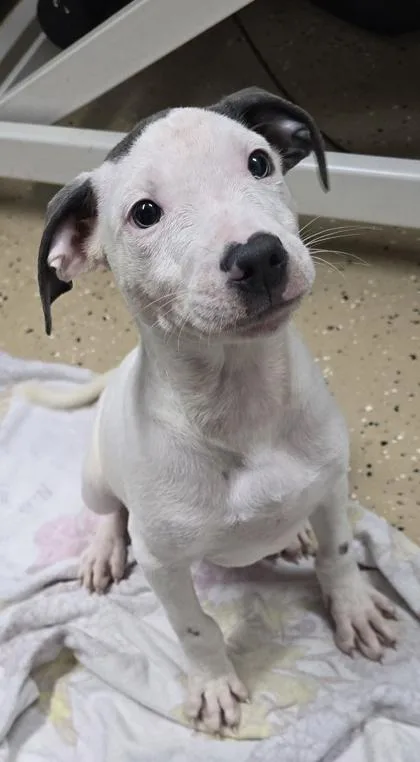 A baby small-sized male White / Cream Pit Bull Terrier dog named Ash for adoption in Bishop, GA
