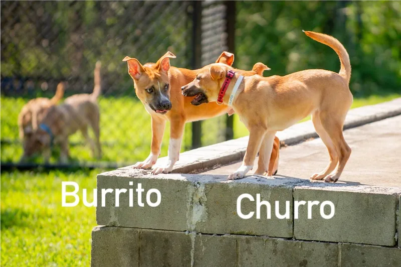 Burrito