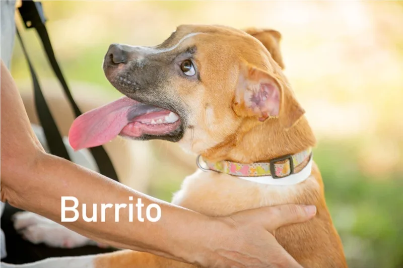 Burrito thumbnail 3