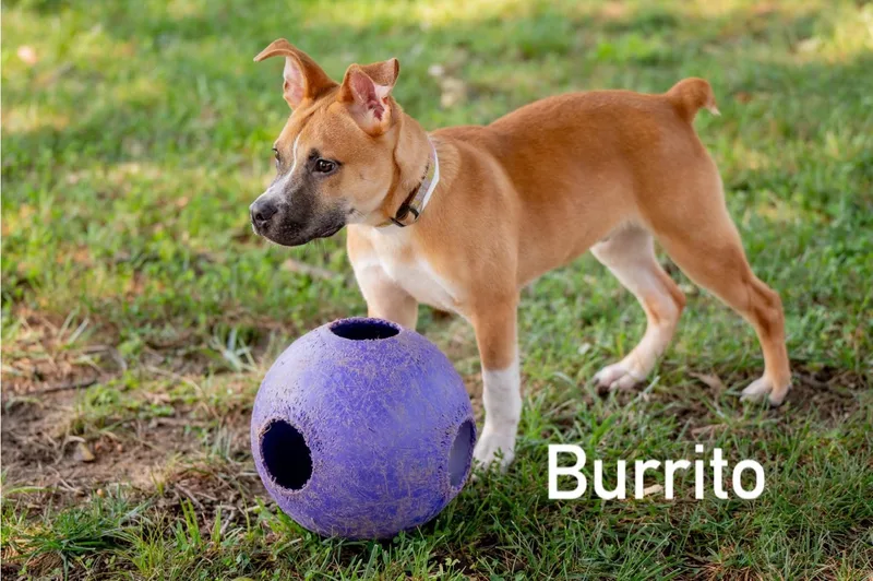 Burrito thumbnail 4