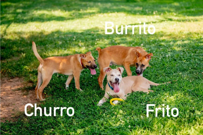 Burrito thumbnail 5