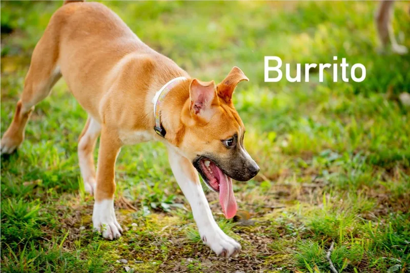 Burrito thumbnail 6