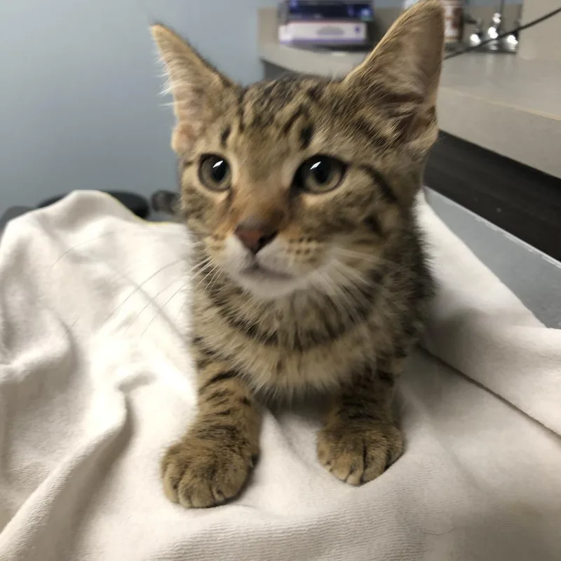 A baby small-sized male Brown / Chocolate Domestic Short Hair cat named Richard for adoption in Oak Park, IL