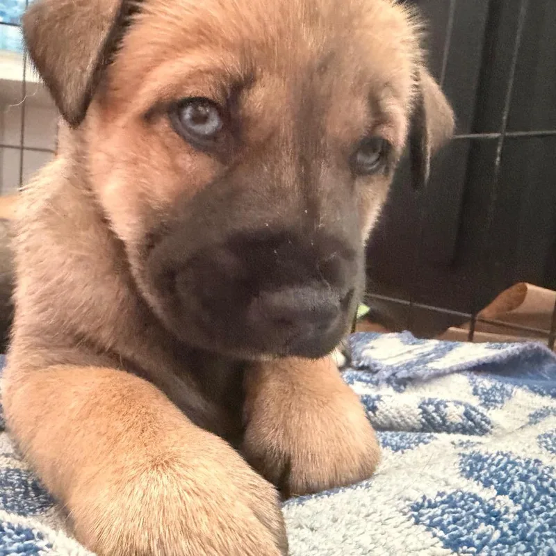A baby small-sized female Husky dog named Nova for adoption in Silver Spring, MD