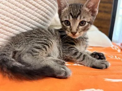 A baby small-sized male Tabby (Brown / Chocolate) Domestic Medium Hair cat named Benito for adoption in Liverpool, TX