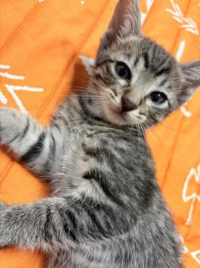 Benito thumbnail 6