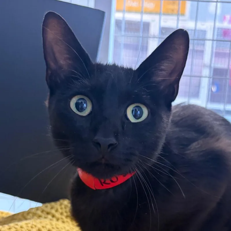 An adult medium-sized female Black Domestic Short Hair cat named Rosemary for adoption in Chicago, IL
