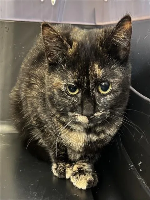 A young small-sized female Domestic Short Hair cat named Juliet for adoption in Westminster, MD