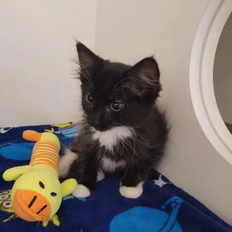A baby small-sized female Black Domestic Medium Hair cat named Princess Daisy for adoption in Phoenix, AZ