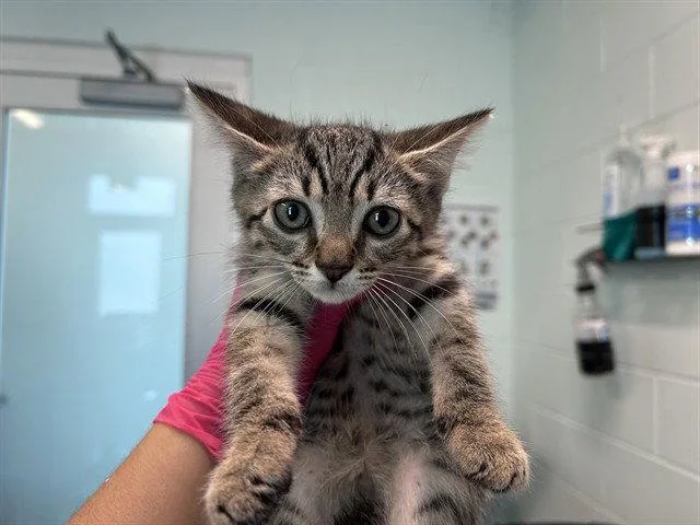 A baby small-sized male Brown / Chocolate Domestic Short Hair cat named Deli for adoption in Tavares, FL