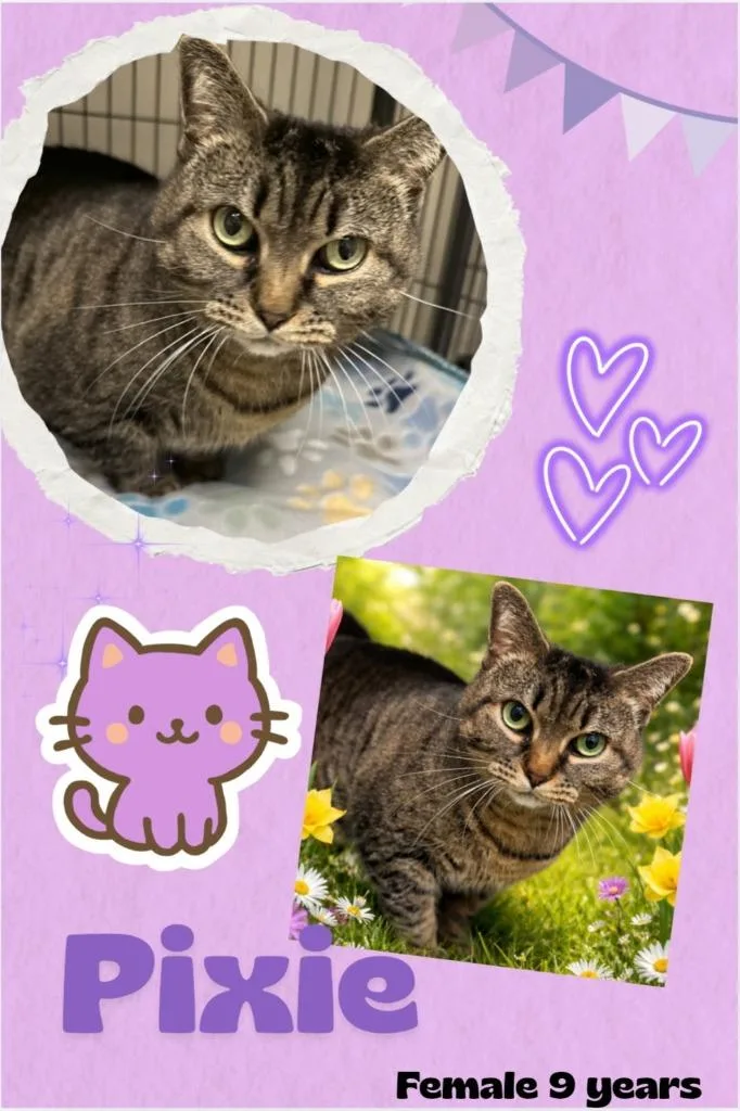 A senior large-sized female Domestic Short Hair cat named Pixie for adoption in Blountville, TN