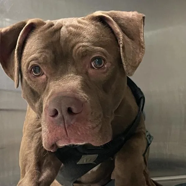 An adult medium-sized male Terrier dog named Hershey for adoption in Des Moines, IA