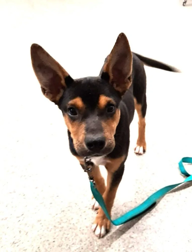 A baby large-sized male Brown / Chocolate Mixed Breed dog named Cortado for adoption in Lansing, MI