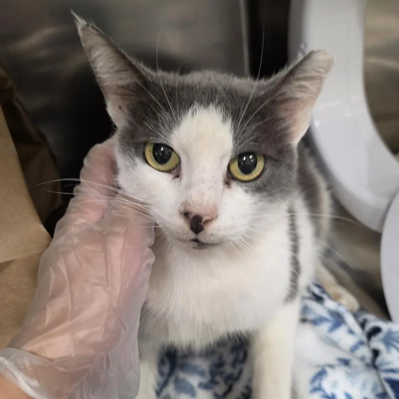 An adult medium-sized female Domestic Short Hair cat named Gracie for adoption in Jacksonville, FL