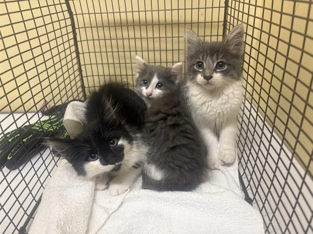 A baby small-sized male Domestic Short Hair cat named Brad for adoption in Tustin, CA