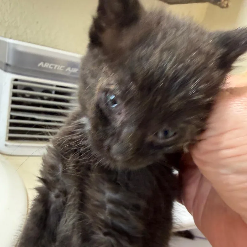 A baby small-sized male Black Domestic Short Hair cat named Doey for adoption in Klamath Falls, OR