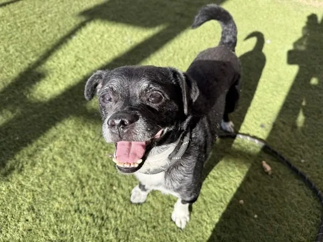 An adult small-sized male Chihuahua dog named Winston for adoption in Phoenix, AZ