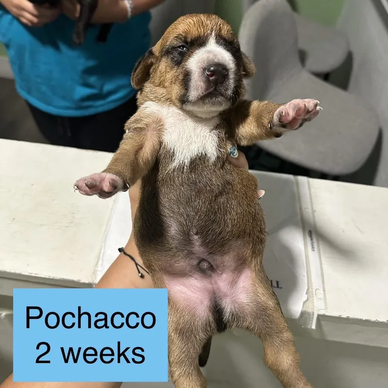 A baby small-sized male Brown / Chocolate Labrador Retriever dog named Pochacco for adoption in Tampa, FL