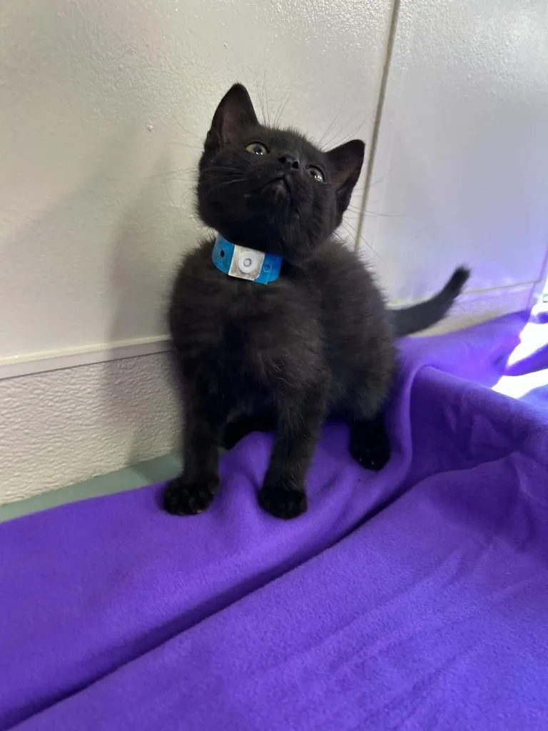 A baby small-sized male Domestic Short Hair cat named Carbon for adoption in Lavonia, GA