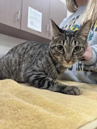 A young medium-sized male Domestic Short Hair cat named Skipper for adoption in Fishers, IN