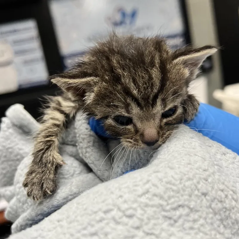 A baby small-sized female Brown / Chocolate Domestic Short Hair cat named Sushi for adoption in Allentown, PA
