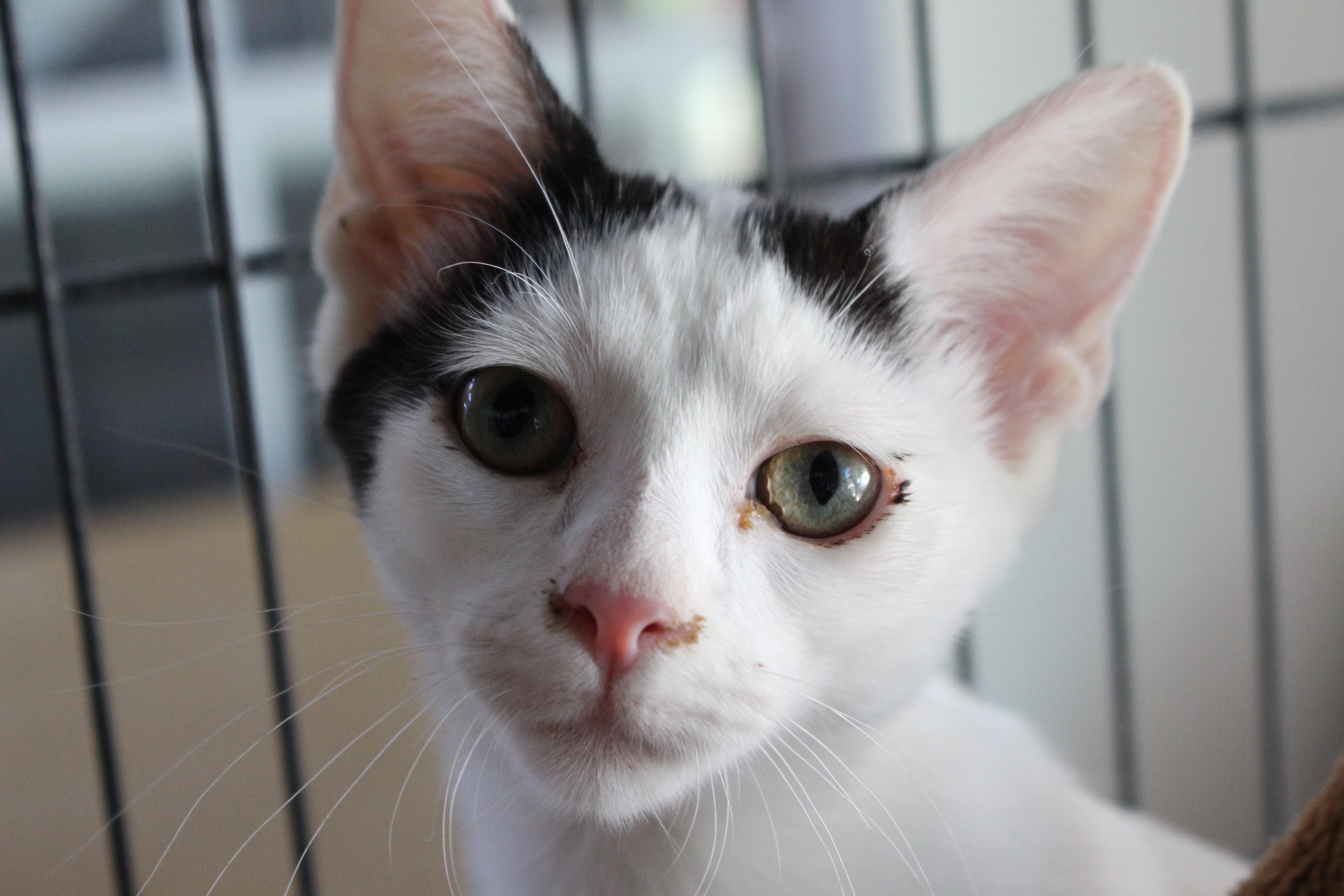 A baby large-sized female White Domestic Short Hair cat named 0429-2625 for adoption in Turlock, CA