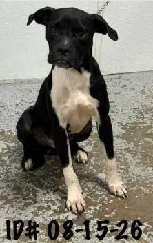 An adult medium-sized male Boxer dog named Gilligan for adoption in Largo, FL