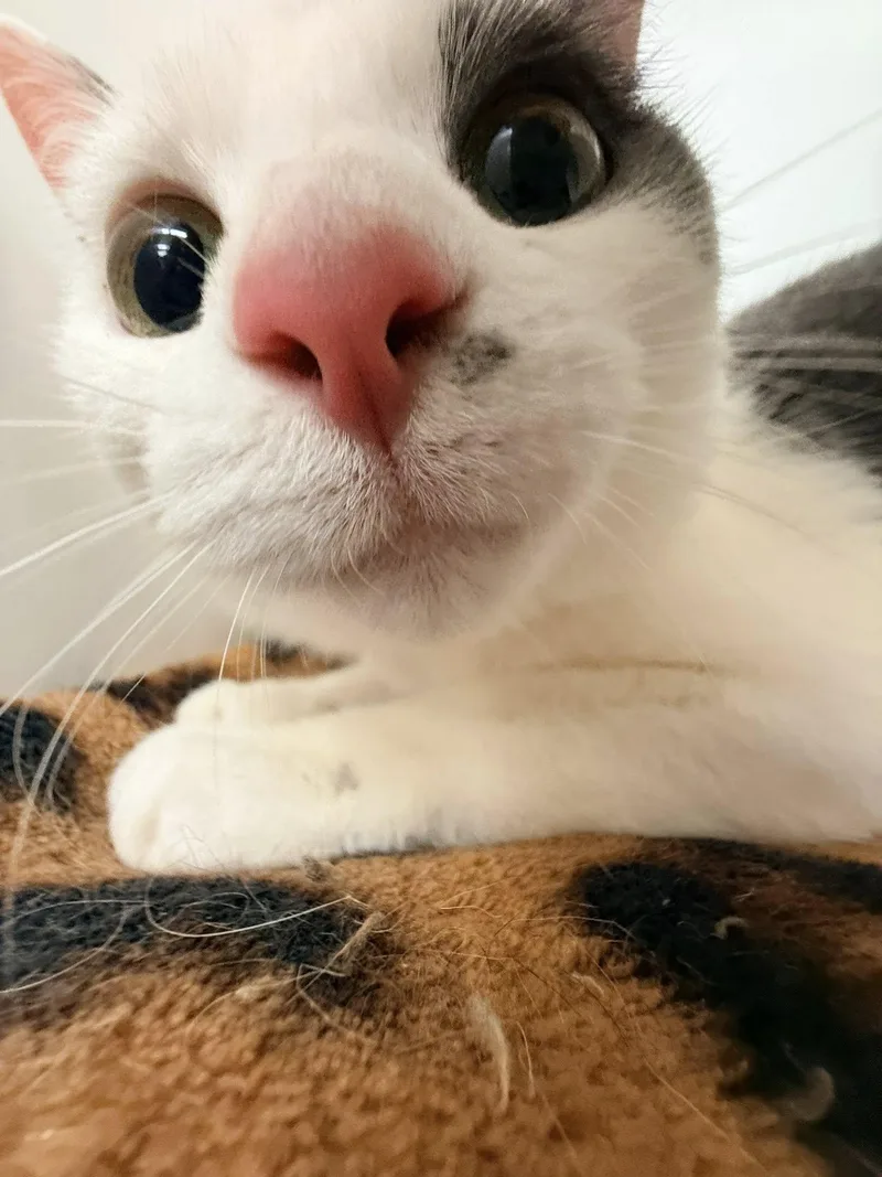 Twin Twin thumbnail 2