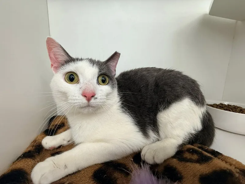 Twin Twin thumbnail 3