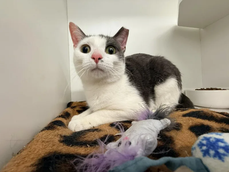 Twin Twin thumbnail 4