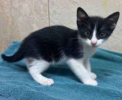 A baby small-sized male Domestic Short Hair cat named Panda for adoption in Honolulu, HI