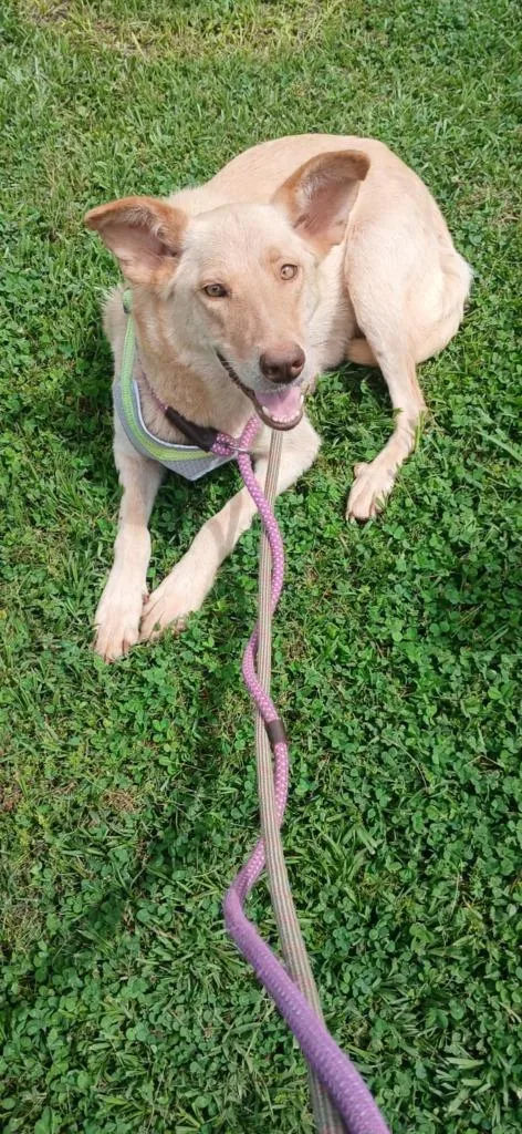 A young large-sized female Mixed Breed dog named Dutchess for adoption in Fond Du Lac, WI