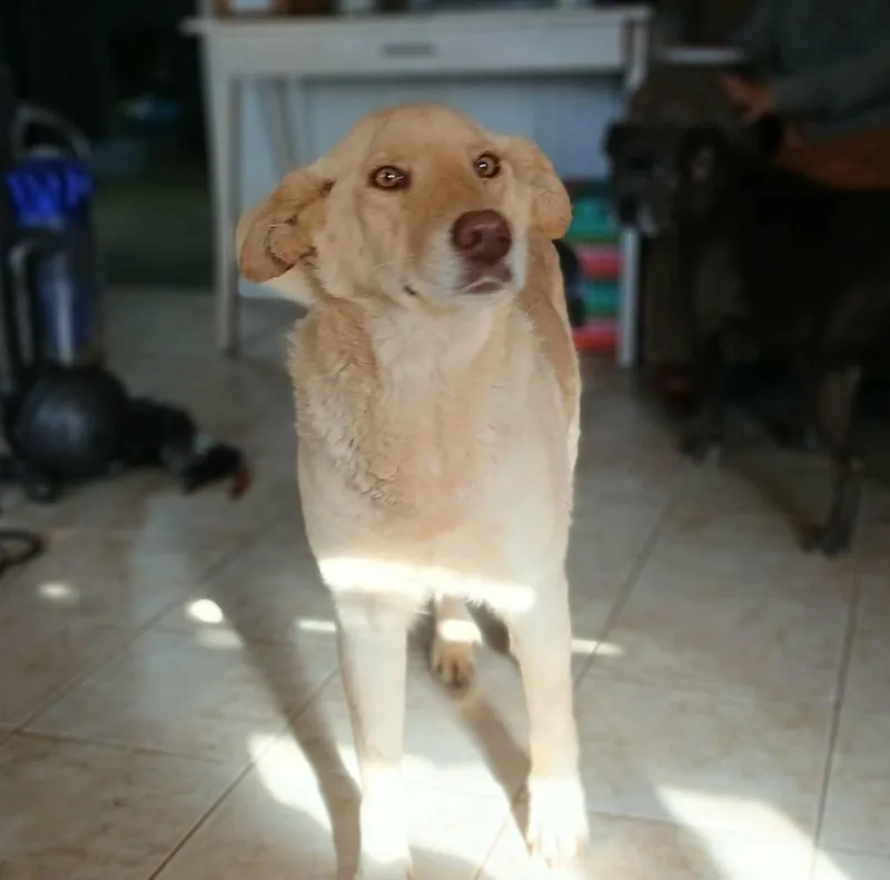Dutchess thumbnail 5