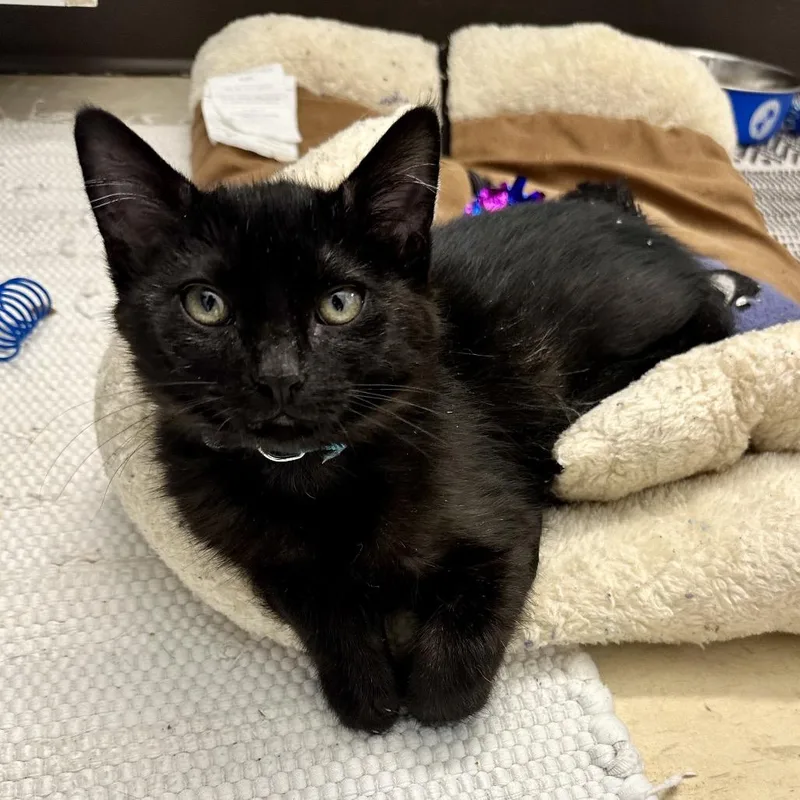 A baby small-sized male Black Domestic Short Hair cat named Binny KC for adoption in Union, MO