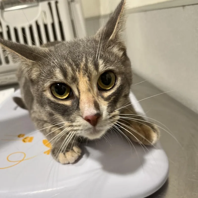 A young medium-sized female Calico Domestic Short Hair cat named Georgia for adoption in Tampa, FL