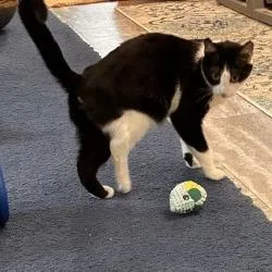 An adult medium-sized female Black Domestic Short Hair cat named Delilah for adoption in Birdsboro, PA