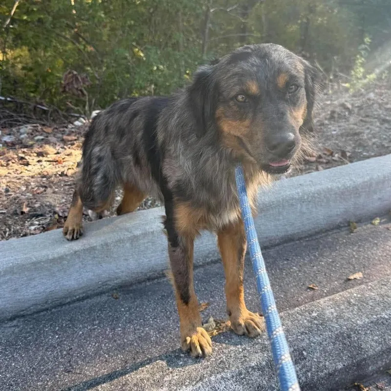 An adult small-sized male Gray / Blue / Silver Mixed Breed dog named Boogie Man Stray Hold for adoption in Huntington, WV