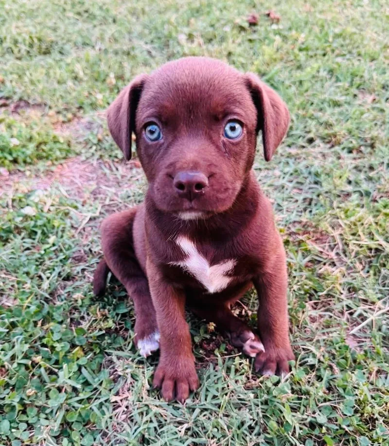 A baby large-sized female Labrador Retriever dog named Aitana Bonmati for adoption in Claremore, OK