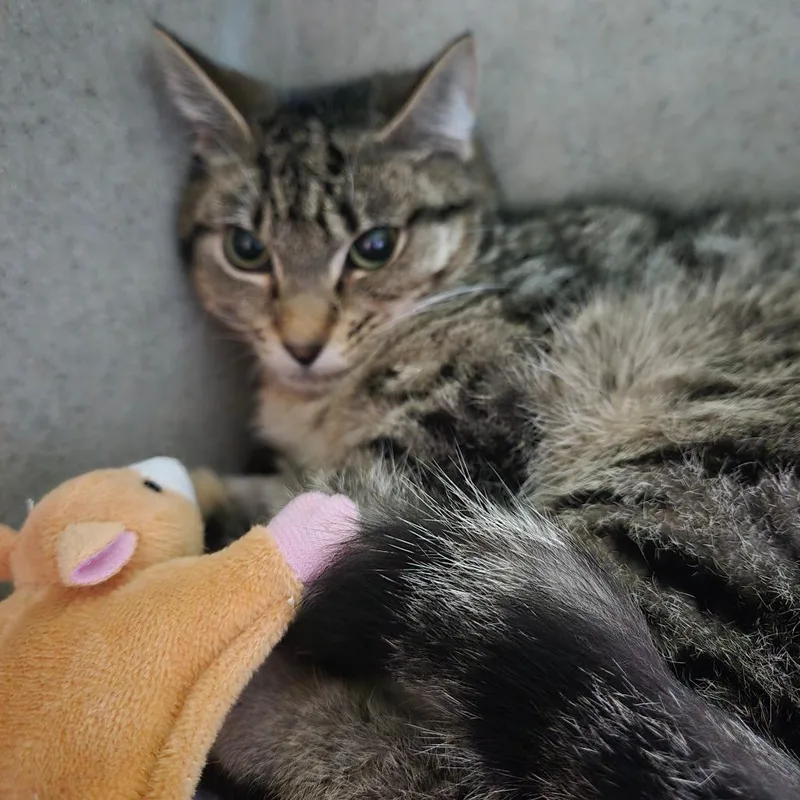 An adult medium-sized female Brown / Chocolate Domestic Short Hair cat named Princess Consuela for adoption in Tacoma, WA