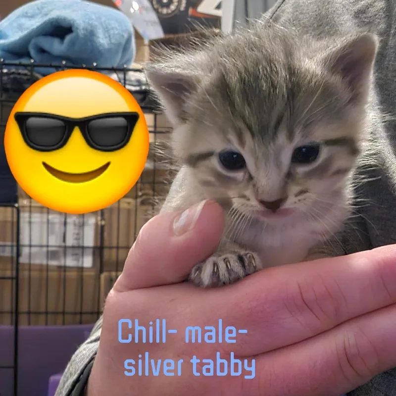 A baby small-sized male Gray / Blue / Silver Domestic Short Hair cat named Chill for adoption in Jasper, IN