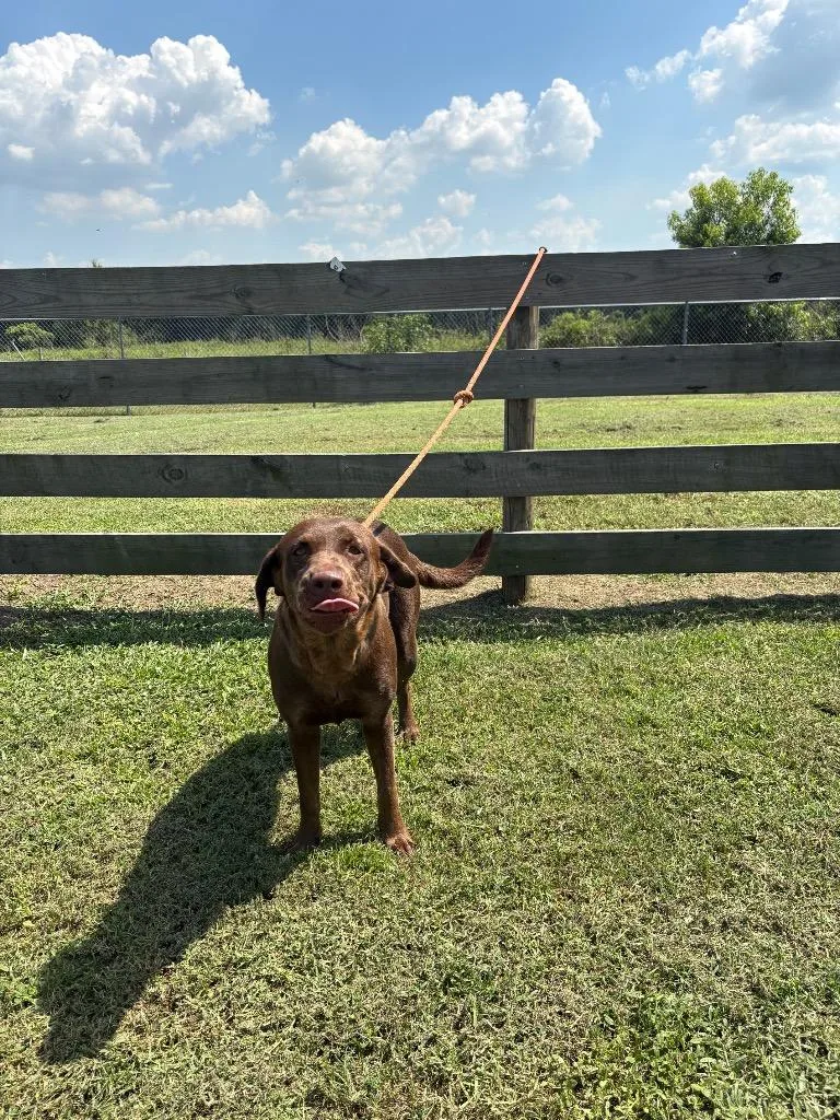 A young medium-sized female Terrier dog named CoCo for adoption in Wauchula, FL
