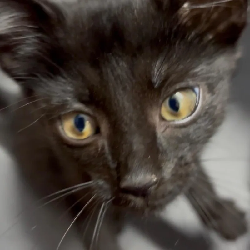 A baby small-sized male Black American Shorthair cat named Ultimate Carwash for adoption in Greenfield, IN