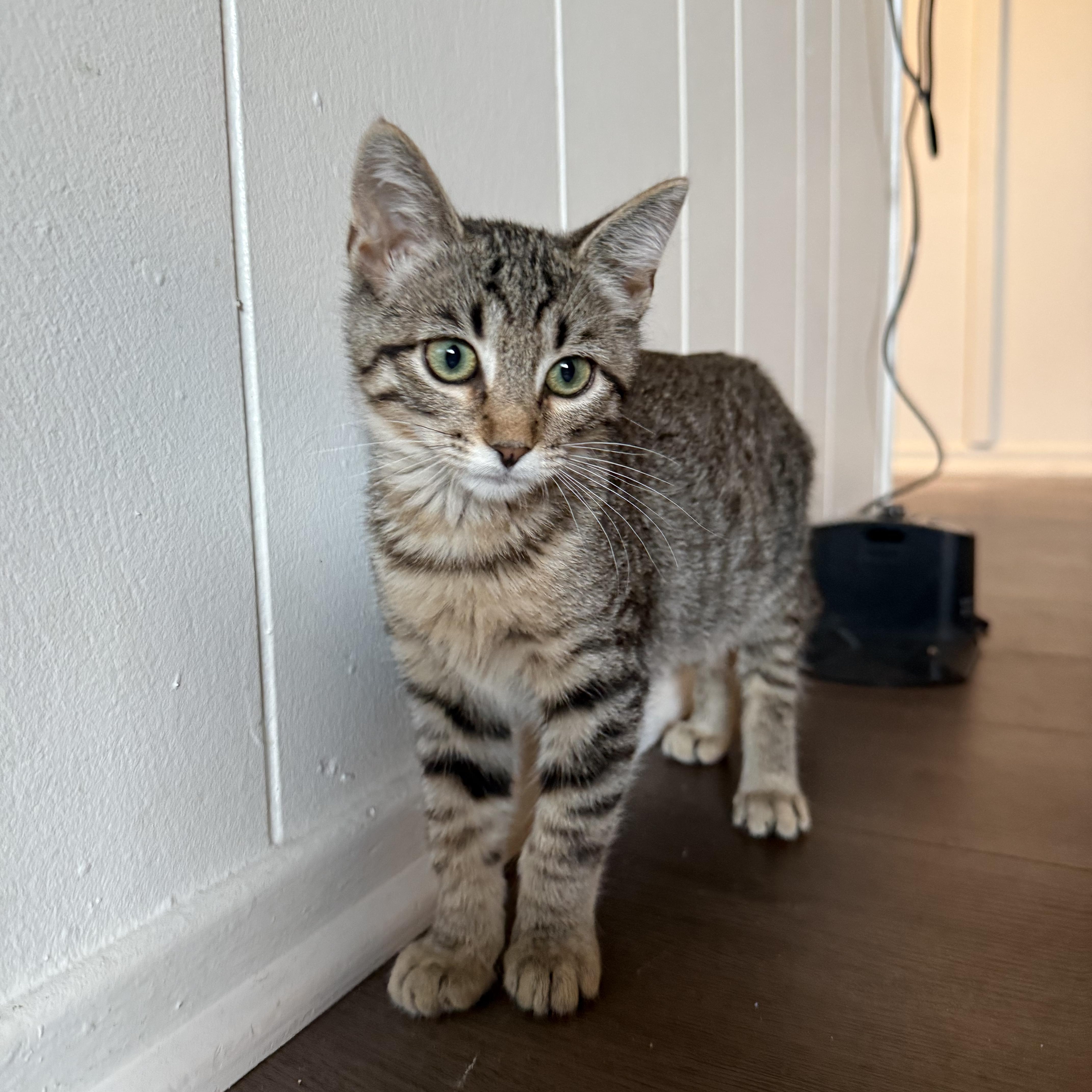 A baby medium-sized female Tabby (Buff / Tan / Fawn) Domestic Short Hair cat named Welby for adoption in Mount Rainier, MD