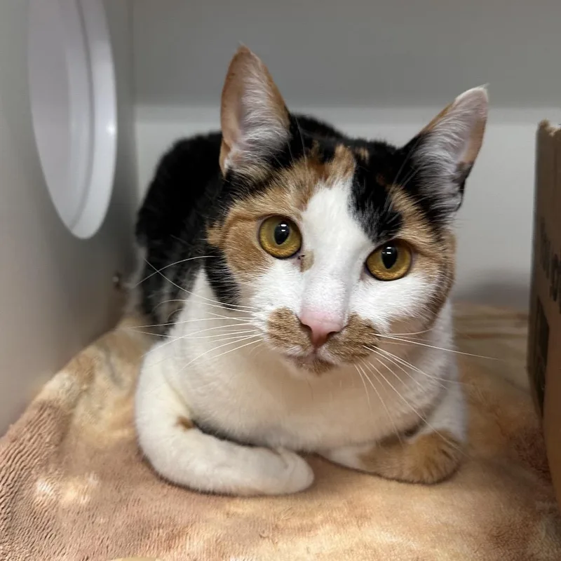 An adult large-sized female Calico Domestic Short Hair cat named Dame Chipotle Burrito for adoption in Greensboro, NC