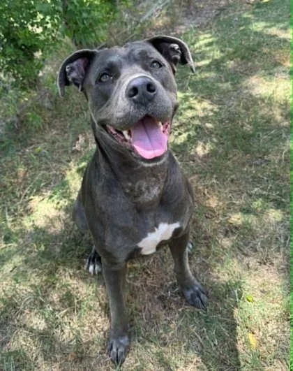 An adult large-sized female American Staffordshire Terrier dog named Beautiful for adoption in Inverness, FL
