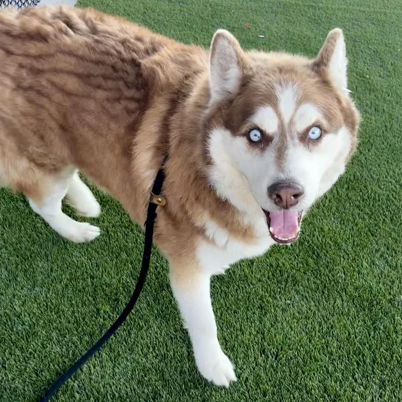 An adult medium-sized male Husky dog named Gumbo for adoption in St Joseph, MO