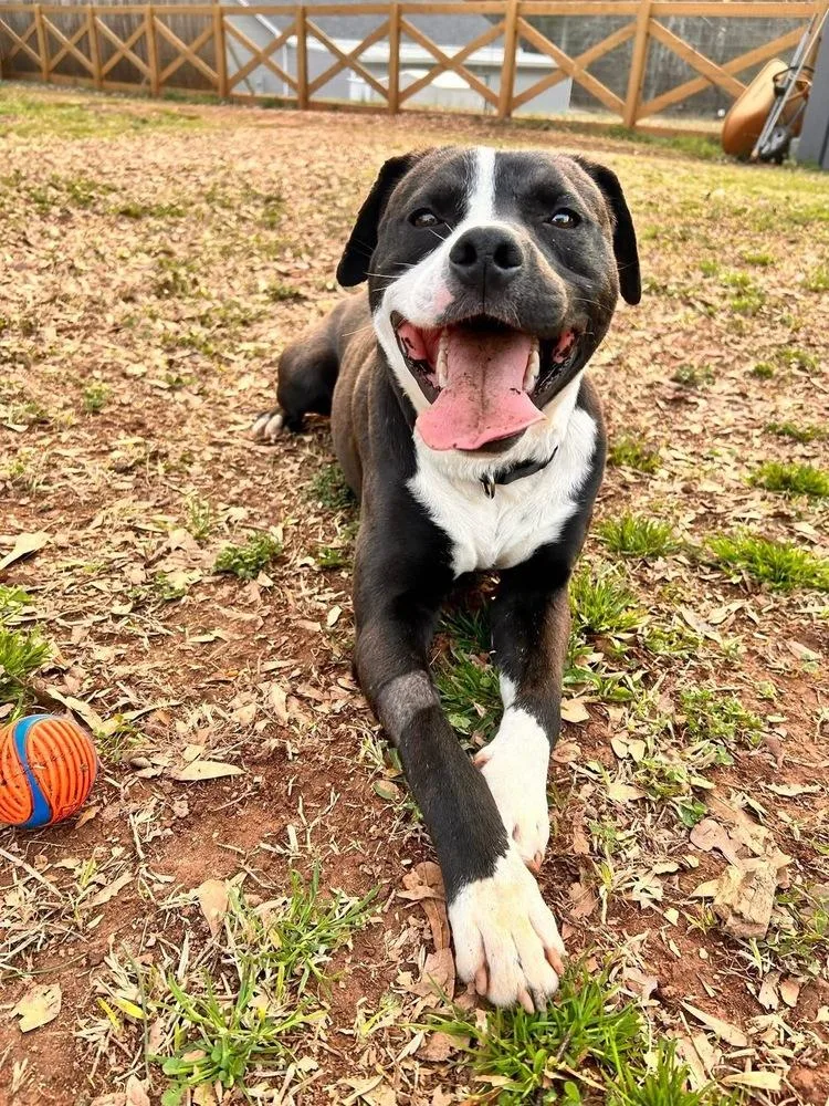 Buck The Beautiful thumbnail 3