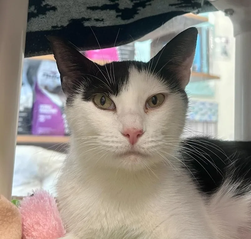 A young medium-sized female Domestic Short Hair cat named Panda for adoption in Shoreline, WA