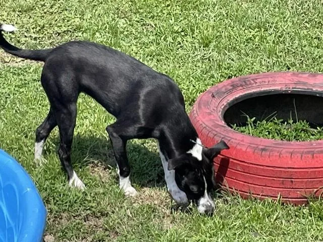 A young small-sized female Black Border Collie dog named Great Value for adoption in Lynn Haven, FL